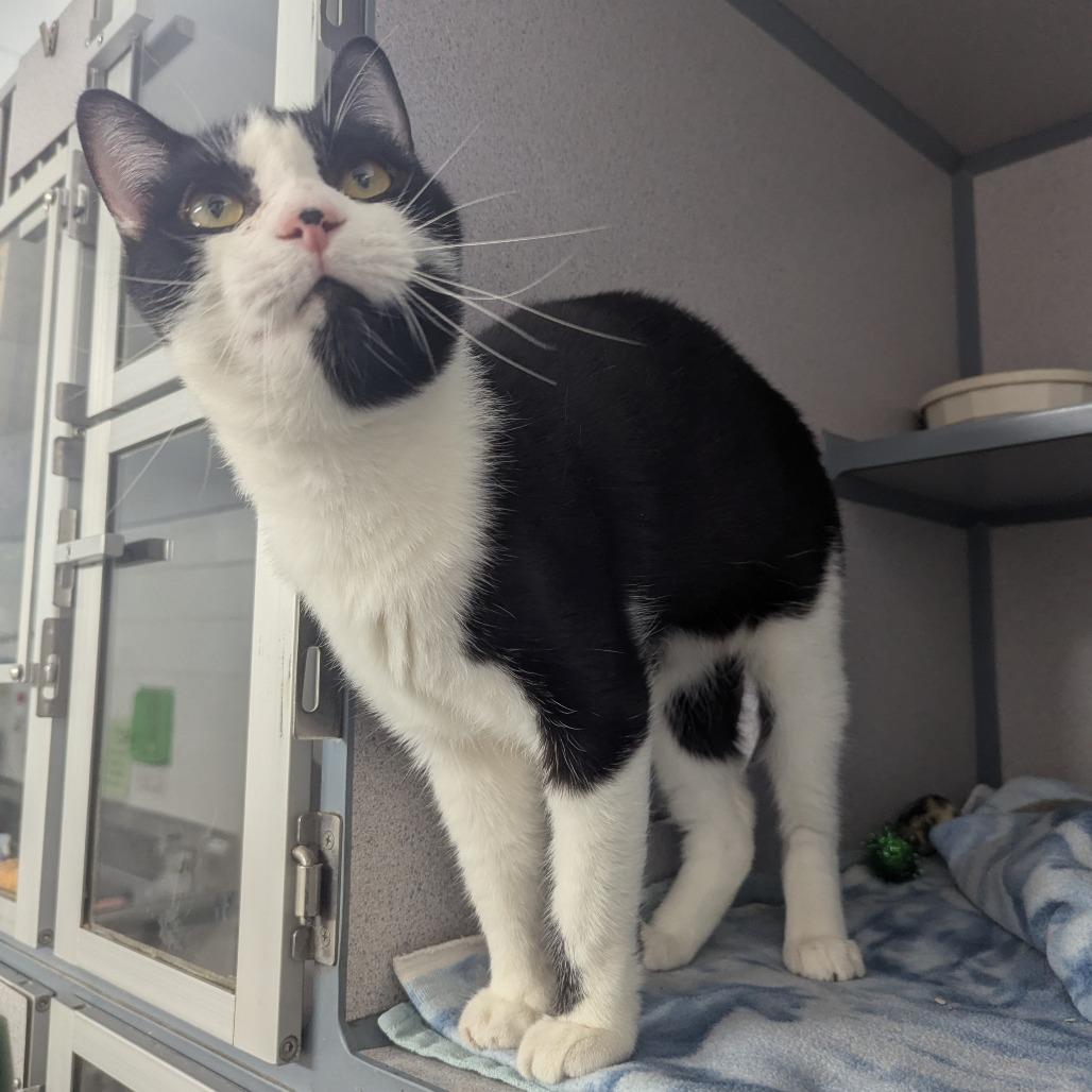 Enlarge Sushi, a Adoptable mixed breed in Evansville, IN image 2/3