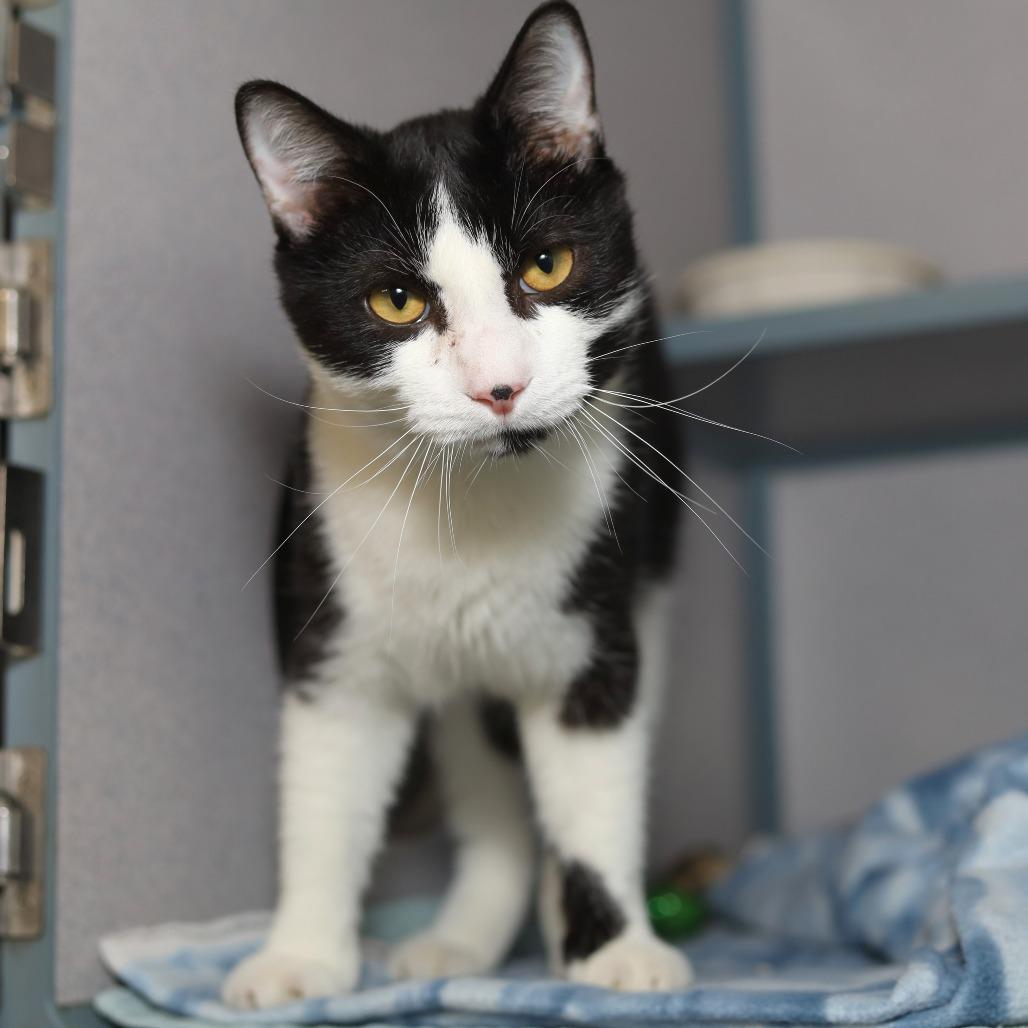 Enlarge Sushi, a Adoptable mixed breed in Evansville, IN image 3/3