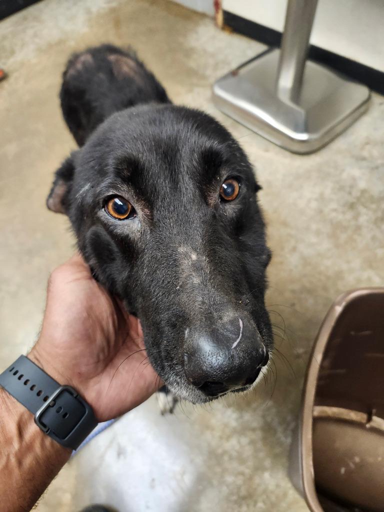 Kahya, a Adoptable mixed breed in Lockhart, TX image 1/3