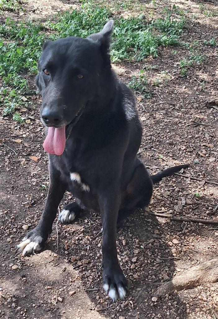 Kahya, a Adoptable mixed breed in Lockhart, TX image 2/3