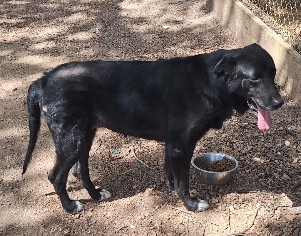 Kahya, a Adoptable mixed breed in Lockhart, TX image 3/3