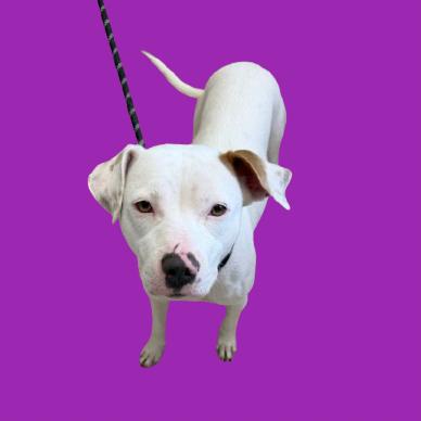 Stella — thumbnail 2