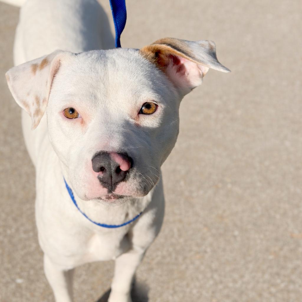 Stella — thumbnail 3