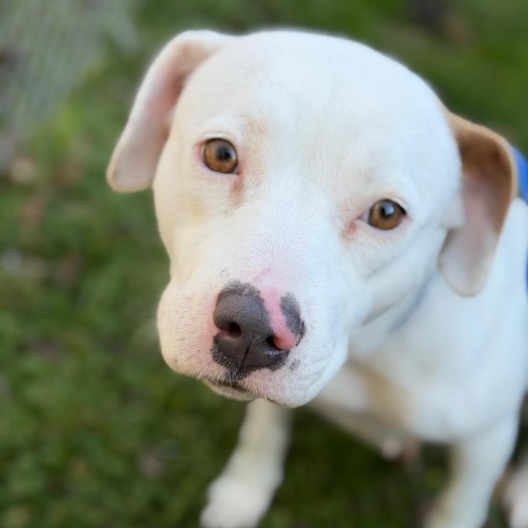 Stella — thumbnail 4