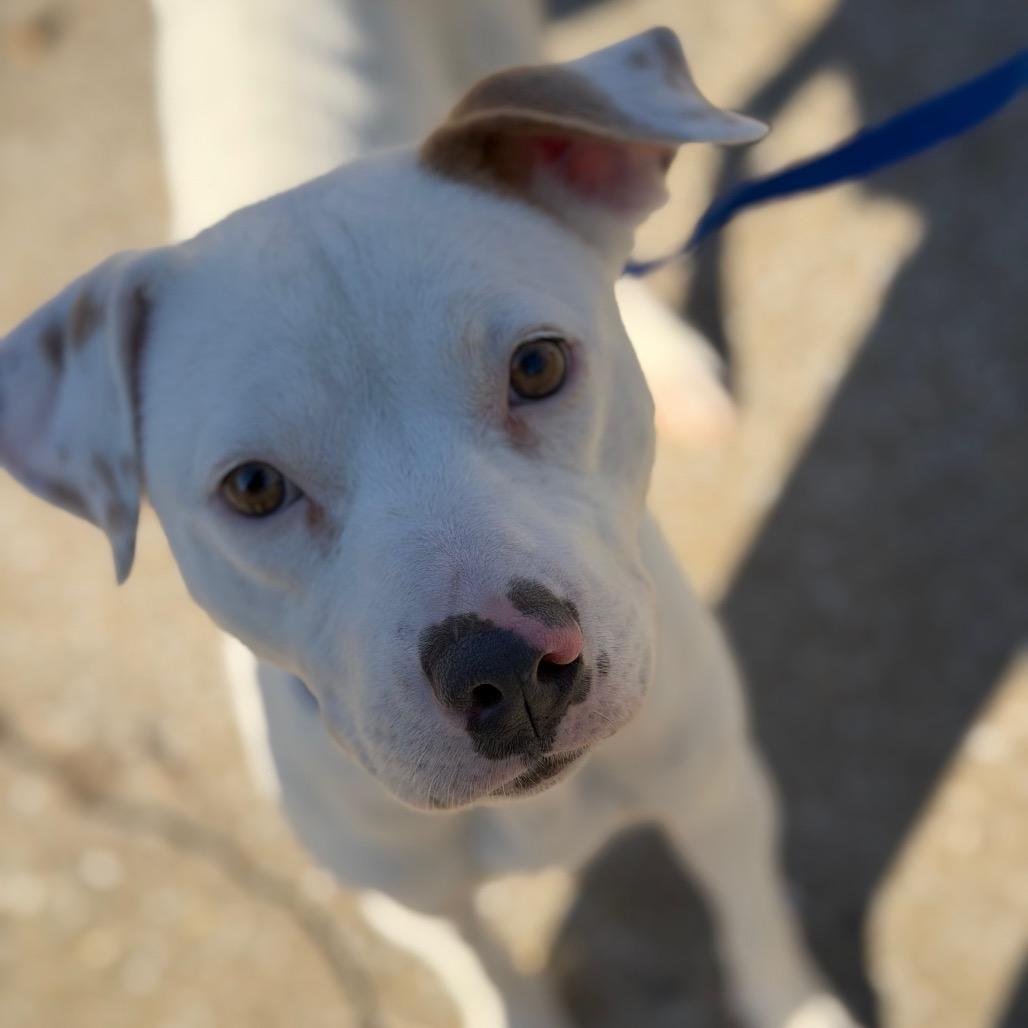 Stella — thumbnail 5