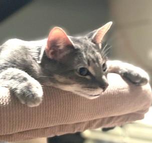 Calvin, a Adoptable mixed breed in San Diego, CA image 6/6