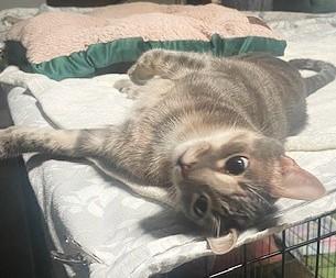 Calvin, a Adoptable mixed breed in San Diego, CA image 5/6