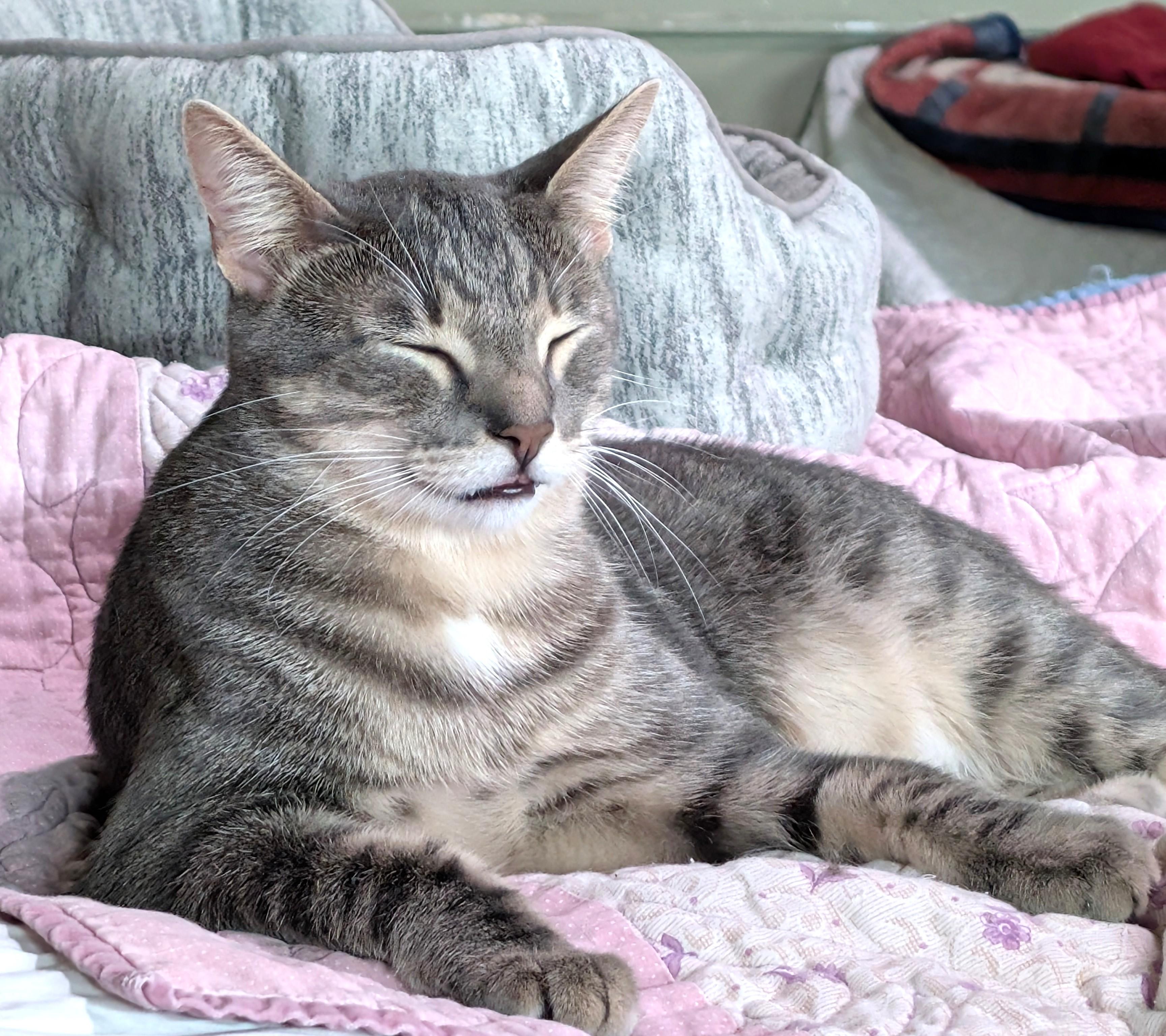 Calvin, a Adoptable mixed breed in San Diego, CA image 3/6