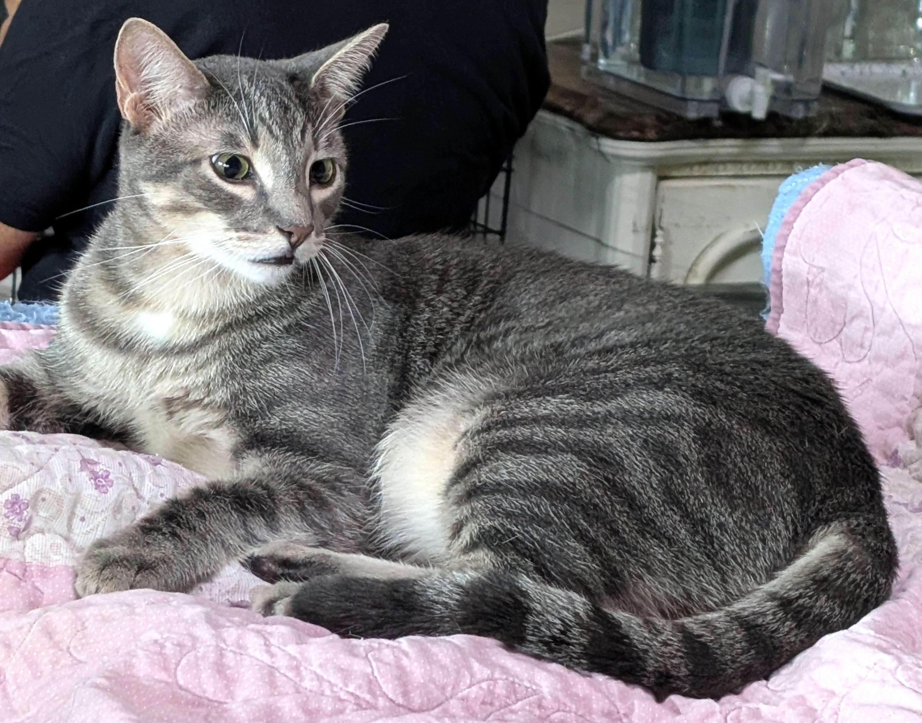 Calvin, Adoptable, Young Male American Shorthair & Russian Blue.