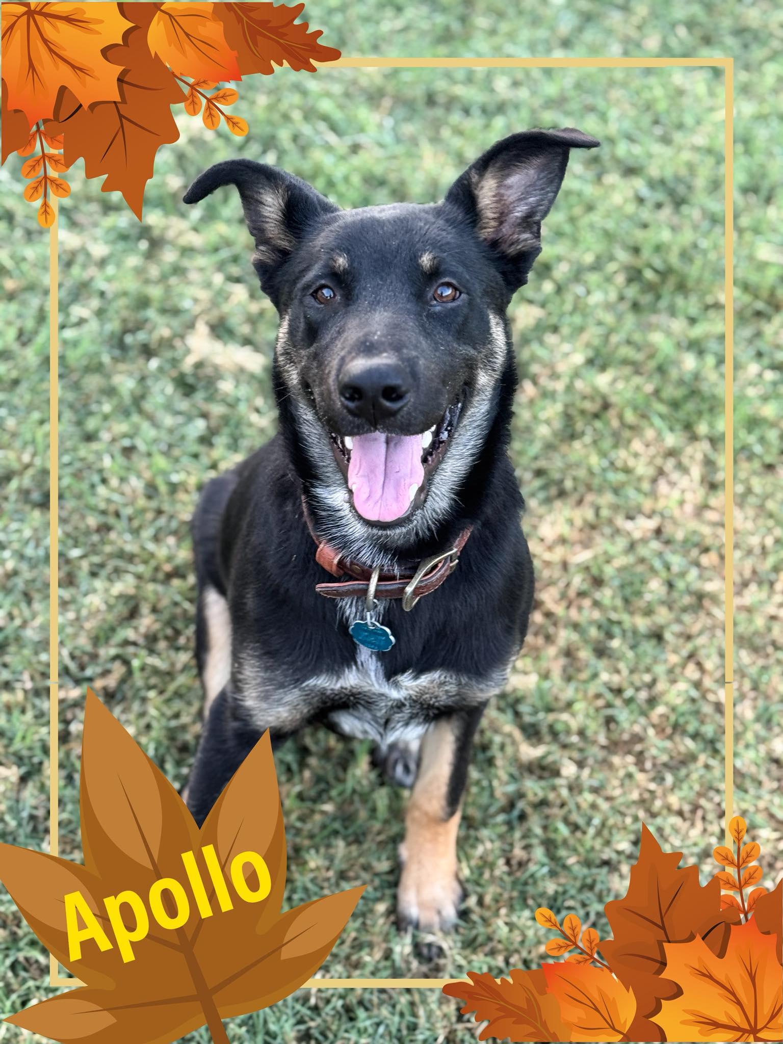 Apollo, Adoptable, Young Male Shepherd.