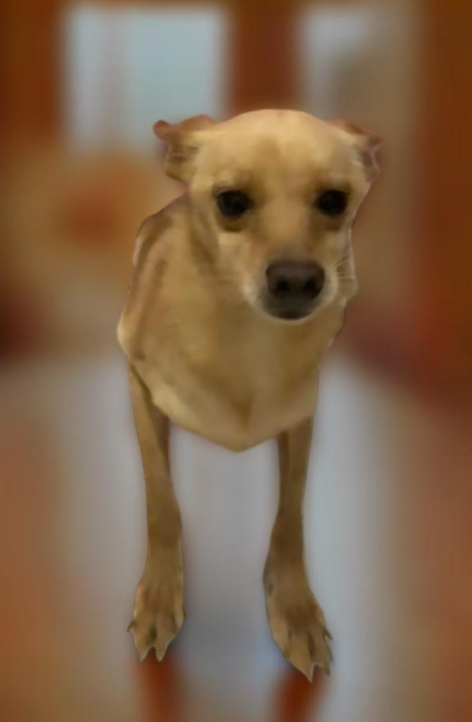 Enlarge Luke, a Adoptable mixed breed in Los Angeles, CA image 2/2