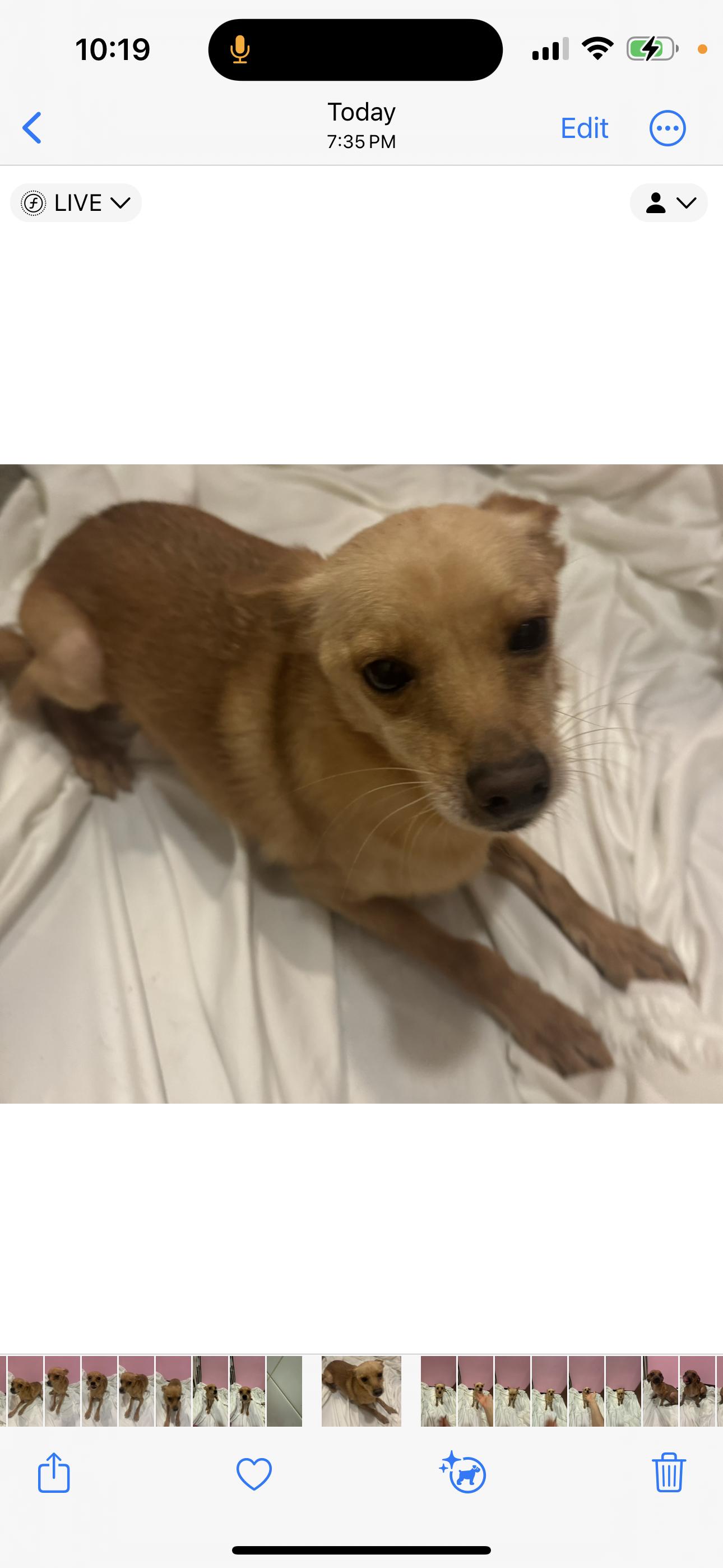 Luke, Adoptable, Adult Male Chihuahua & Pomeranian.