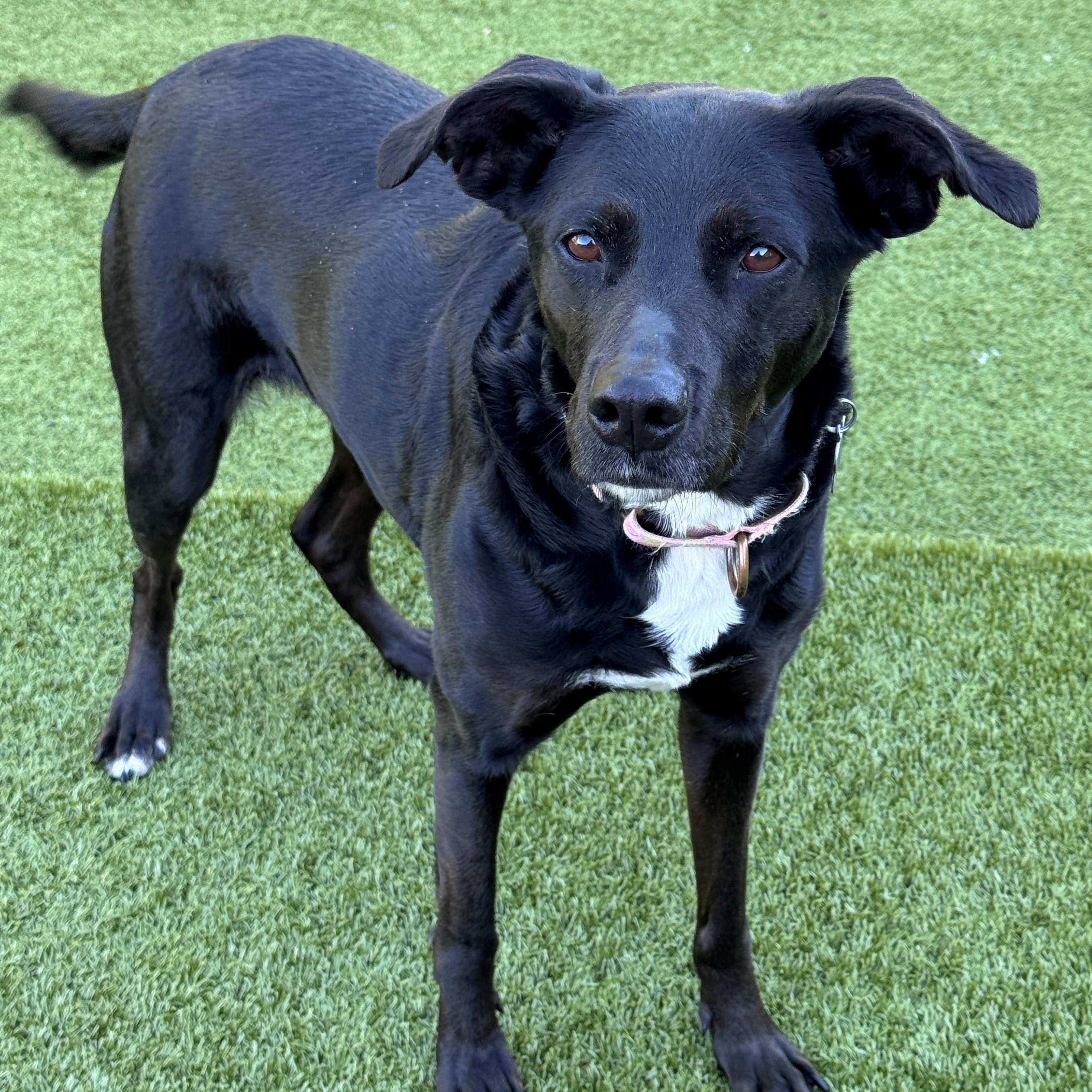 Enlarge Razzle, a Adoptable mixed breed in Hackensack, MN image 4/5