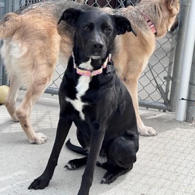 Enlarge Razzle, a ADOPTABLE mixed breed in Hackensack, MN image 2/2