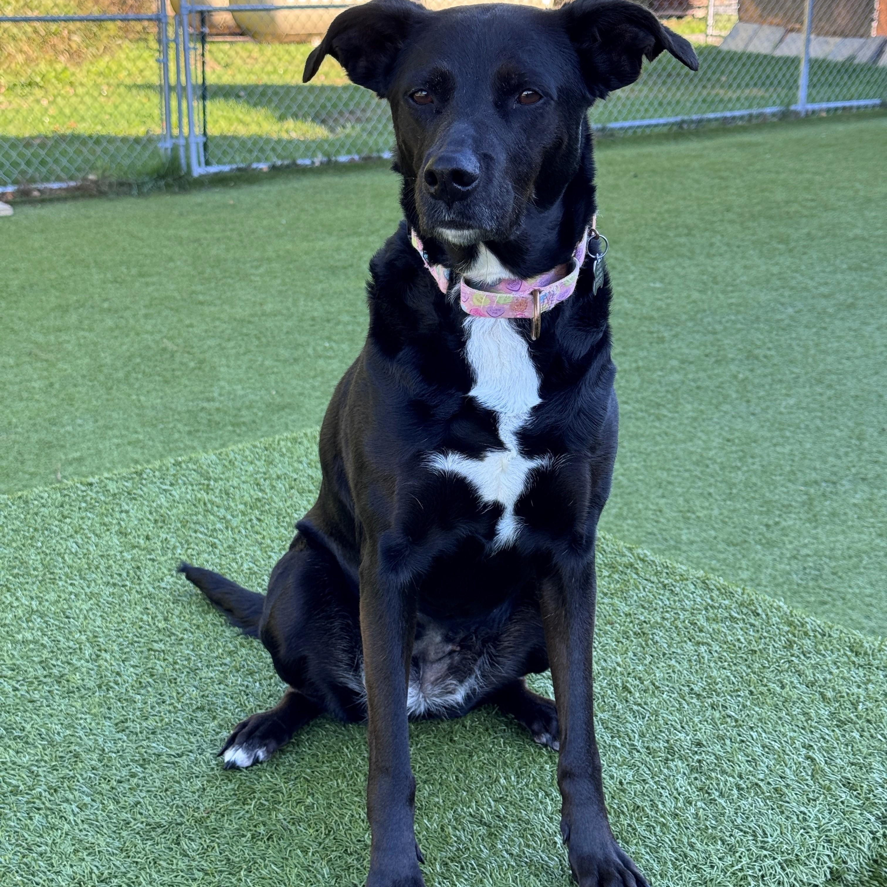 Enlarge Razzle, a Adoptable mixed breed in Hackensack, MN image 1/5