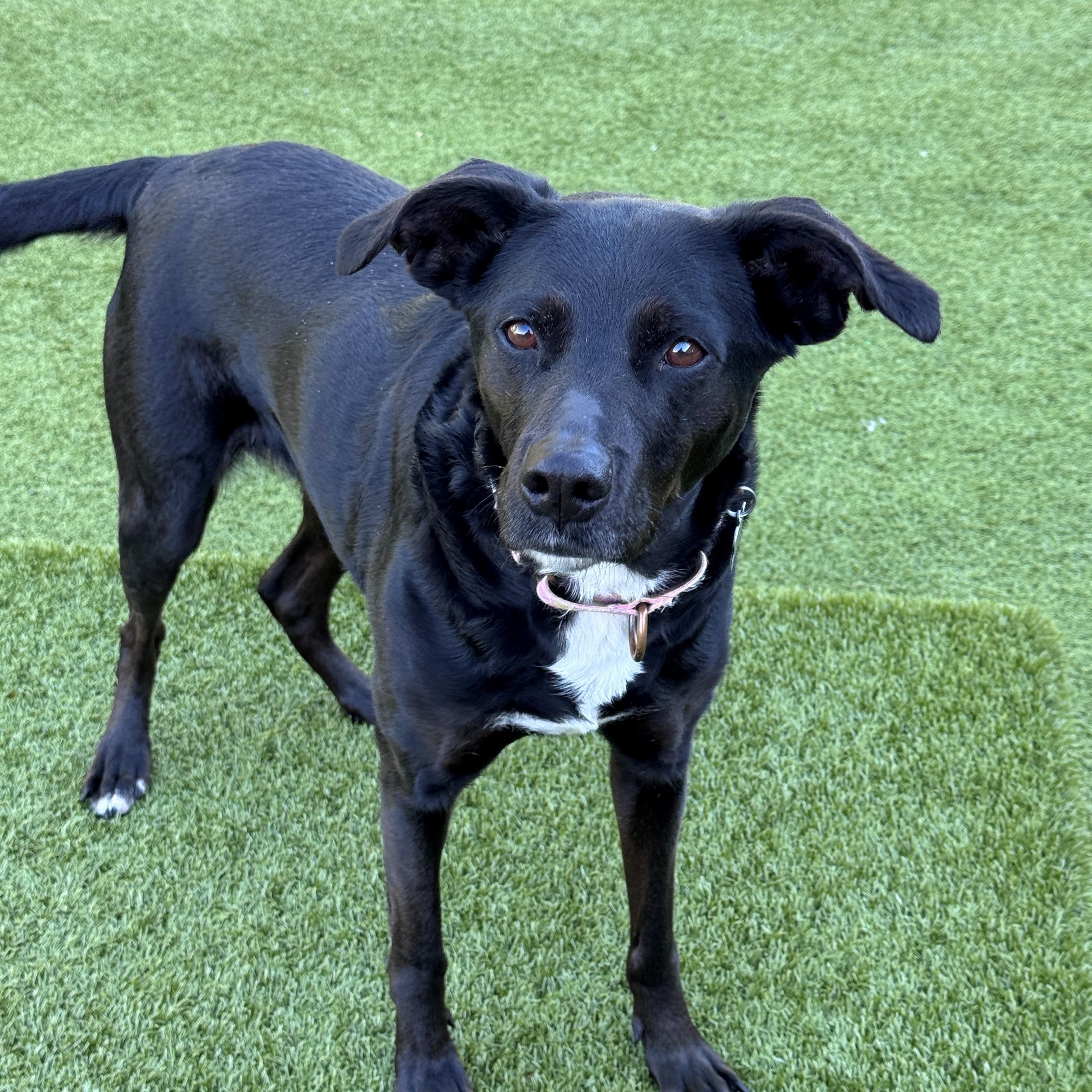 Enlarge Razzle, a Adoptable mixed breed in Hackensack, MN image 2/5