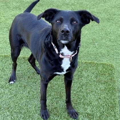 Enlarge Razzle, a Adoptable mixed breed in Hackensack, MN image 5/5