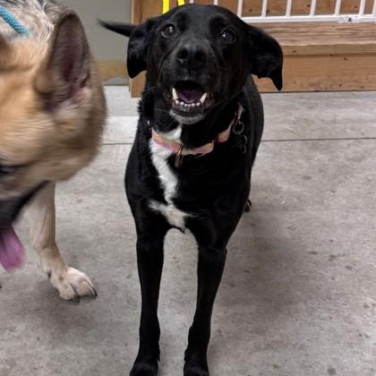 Enlarge Razzle, a ADOPTABLE mixed breed in Hackensack, MN image 1/2