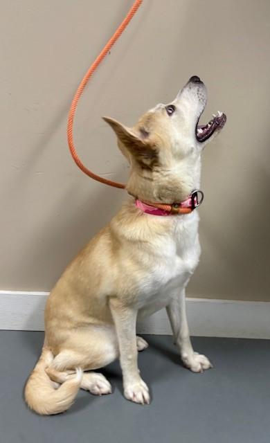 Zinc, Adoptable, Young Male Husky & Labrador Retriever.