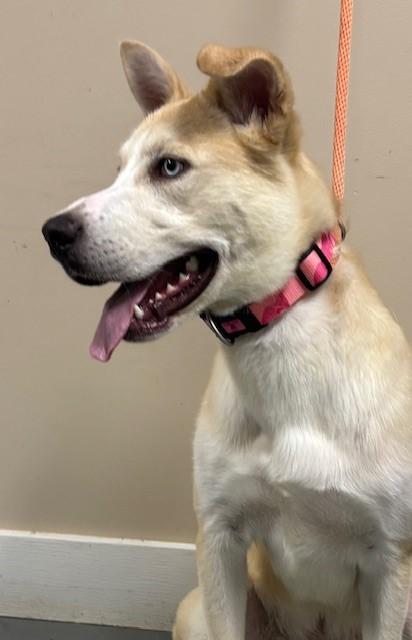Zinc, Adoptable, Young Male Husky & Labrador Retriever.