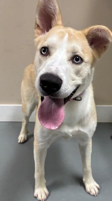 Enlarge Zinc, a Adoptable mixed breed in Hawk Point, MO image 3/4