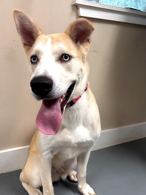 Zinc, Adoptable, Young Male Husky & Labrador Retriever.