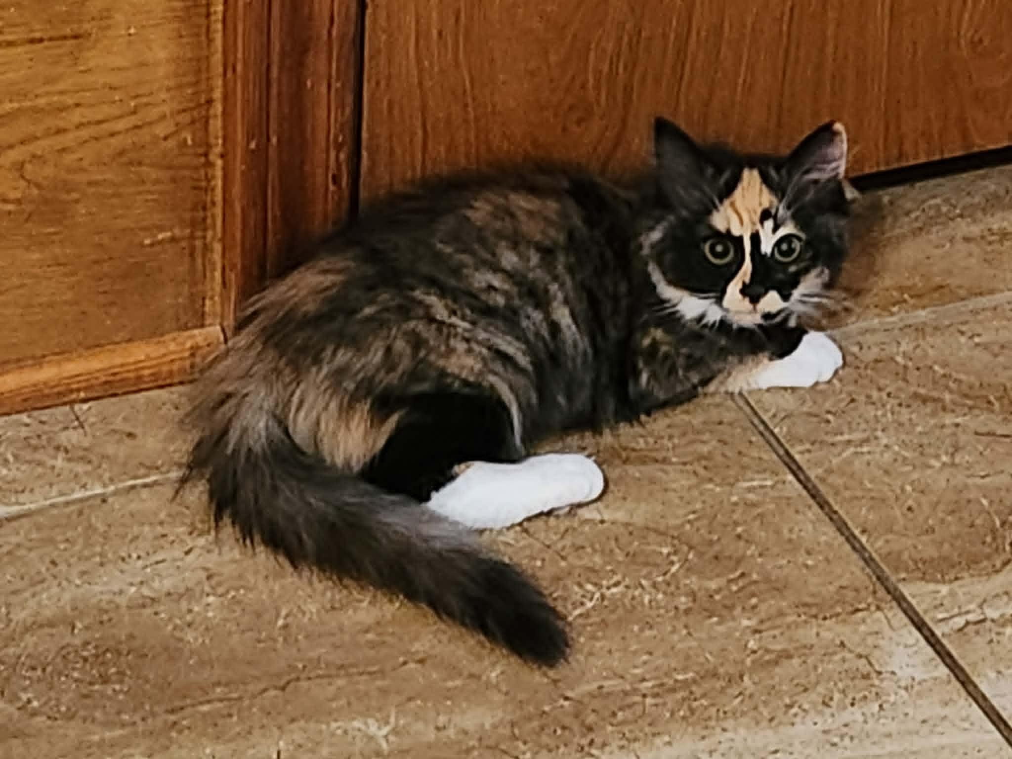 Shirley Temple, ADOPTABLE, Young Female Calico.