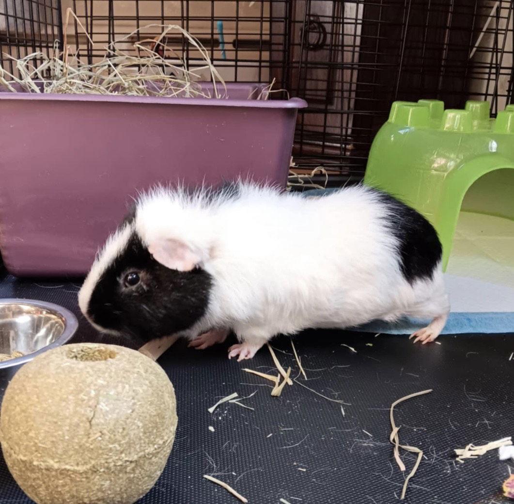 Oreo ⭐️, Adoptable, Adult Male Guinea Pig.