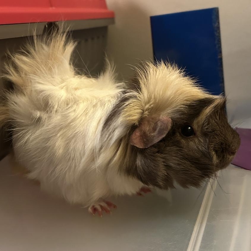 Bert & Ernie BONDED, a Adoptable Guinea Pig in Minneapolis, MN image 1/3