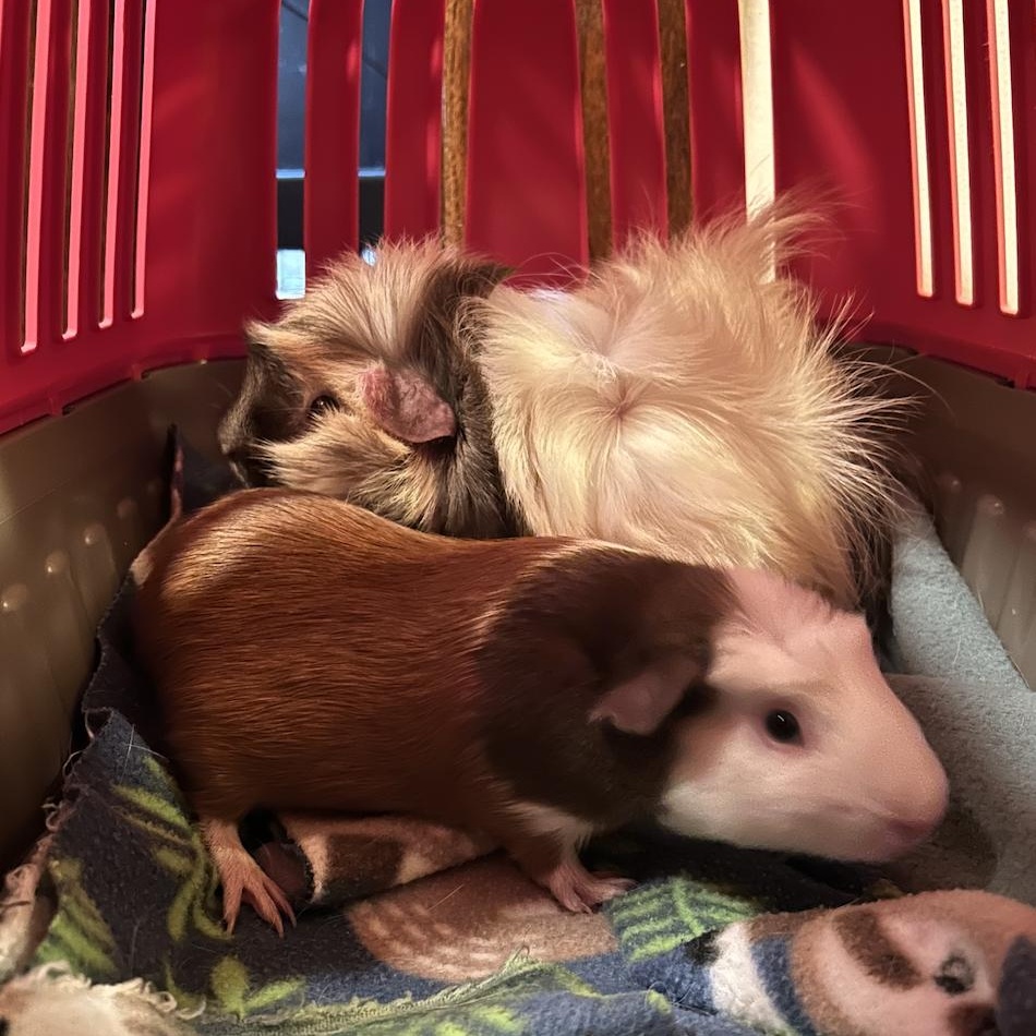 Bert & Ernie BONDED, a Adoptable Guinea Pig in Minneapolis, MN image 2/3