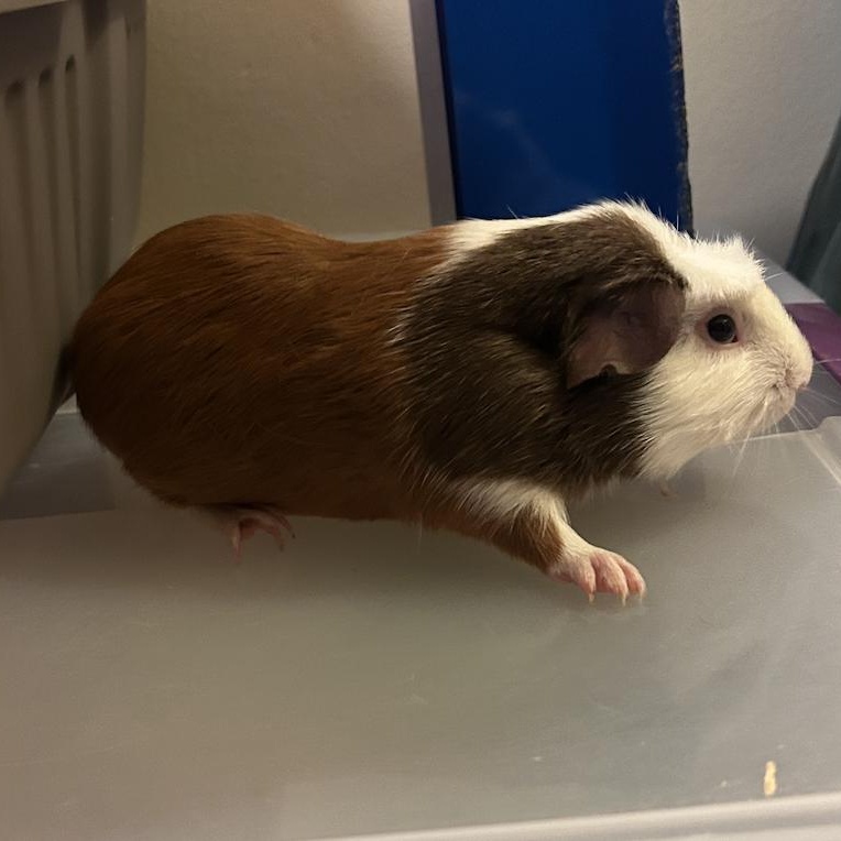 Bert & Ernie BONDED, a Adoptable Guinea Pig in Minneapolis, MN image 3/3