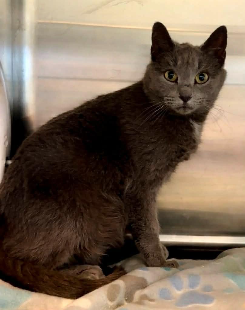 Smokey, Adoptable, Adult Female Domestic Short Hair.