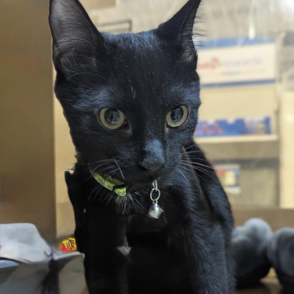 Sky, Adoptable, Young Female Domestic Short Hair.