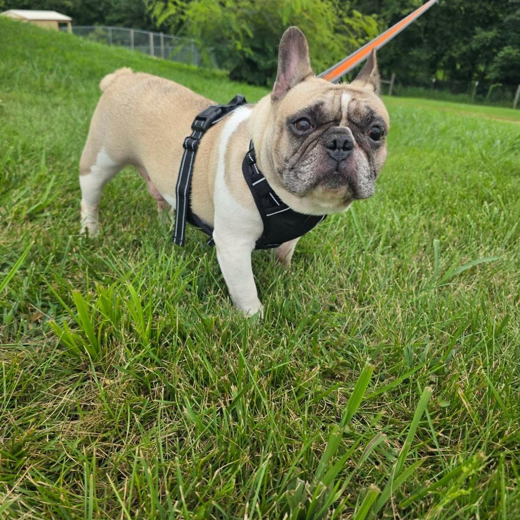 Enlarge Michelada, a Adoptable French Bulldog in Jackson, MO image 6/6