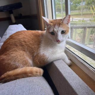 Tonka, Adoptable, Adult Male Domestic Short Hair.
