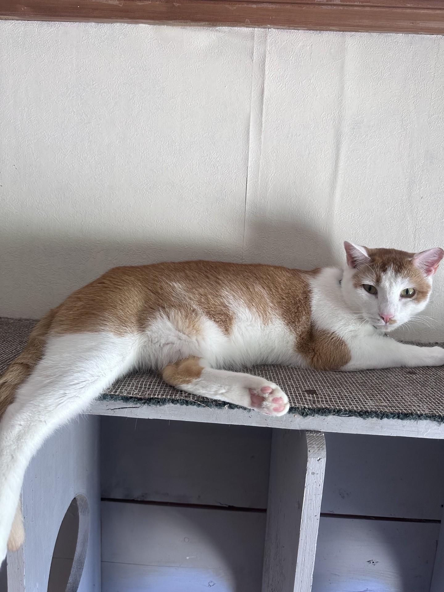 Enlarge Tonka, a Adoptable Domestic Short Hair in Frostproof, FL image 4/4