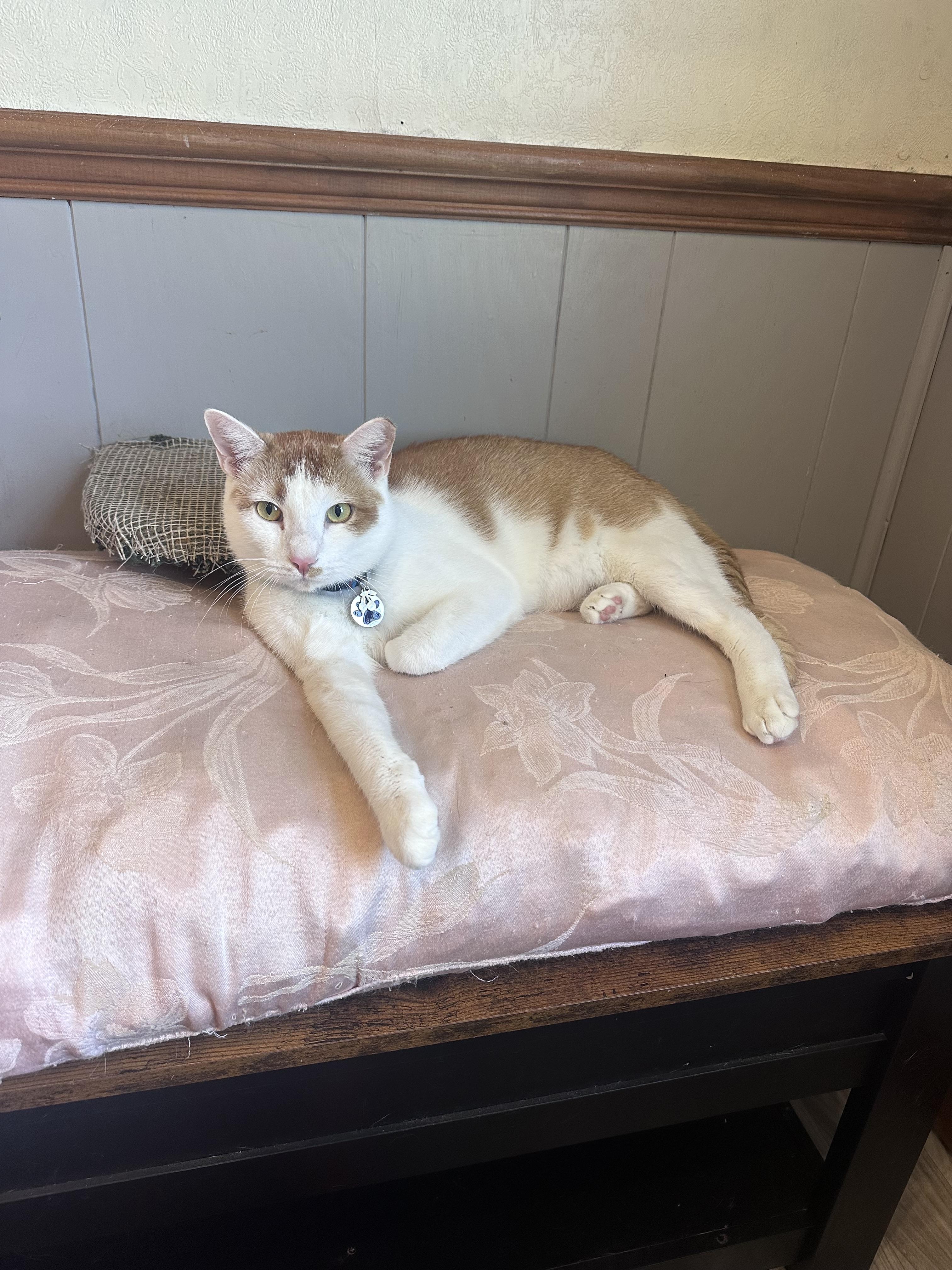 Enlarge Tonka, a Adoptable Domestic Short Hair in Frostproof, FL image 2/4