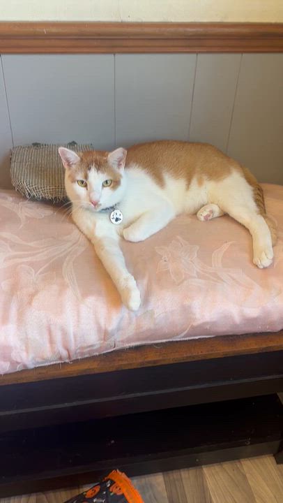 Enlarge Tonka, a Adoptable Domestic Short Hair in Frostproof, FL video 3/4