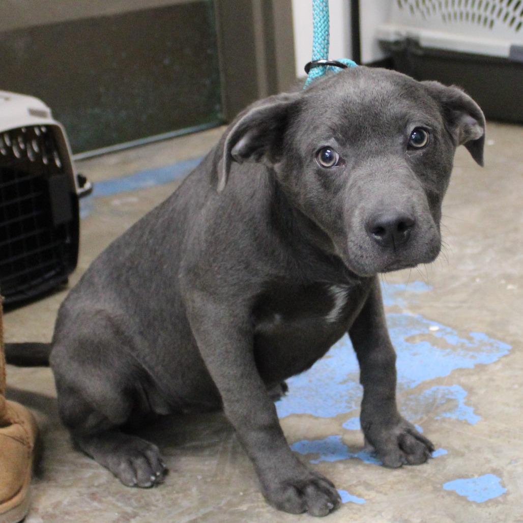 Sage, Adoptable, Puppy Female Pit Bull Terrier.