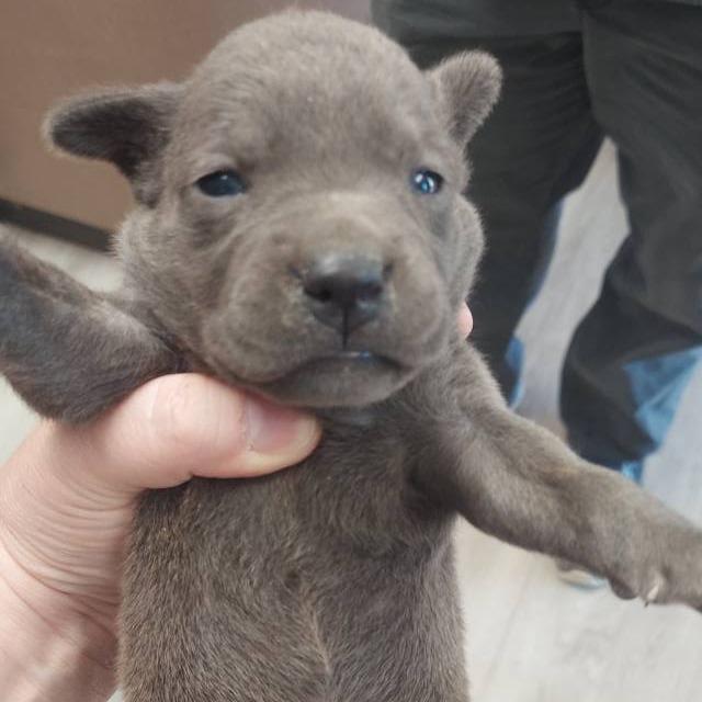 Enlarge Sage, a Adoptable Pit Bull Terrier in Cleveland, MS image 2/5