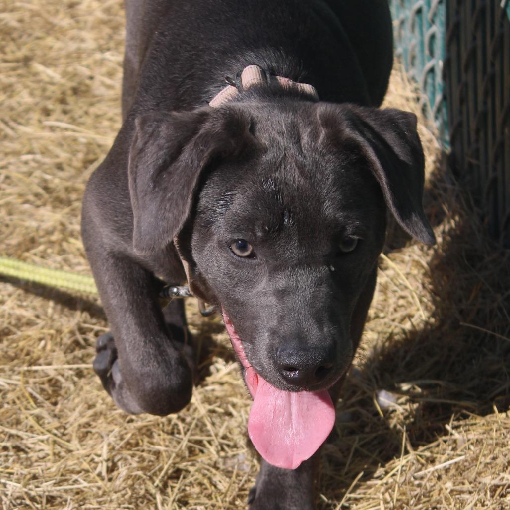 Enlarge Sage, a Adoptable Pit Bull Terrier in Cleveland, MS image 3/5