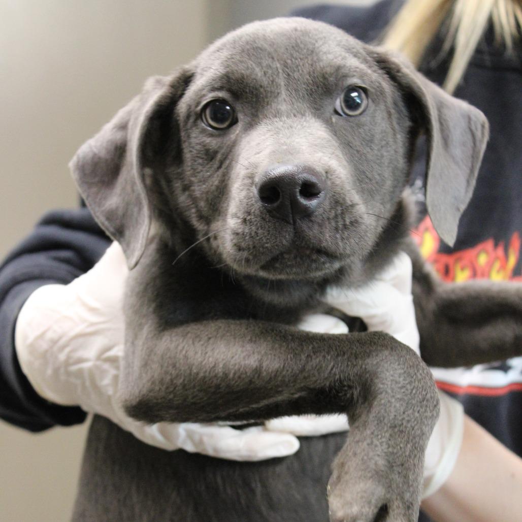 Enlarge Sage, a Adoptable Pit Bull Terrier in Cleveland, MS image 4/5