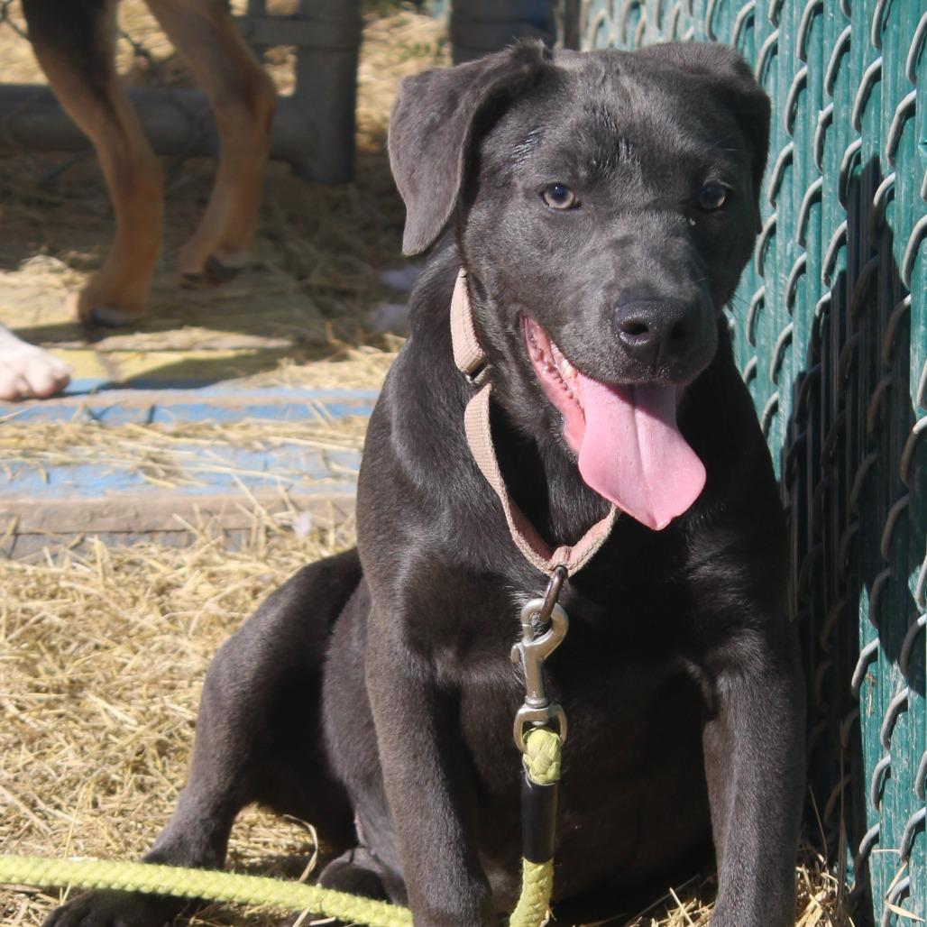 Enlarge Sage, a Adoptable Pit Bull Terrier in Cleveland, MS image 5/5