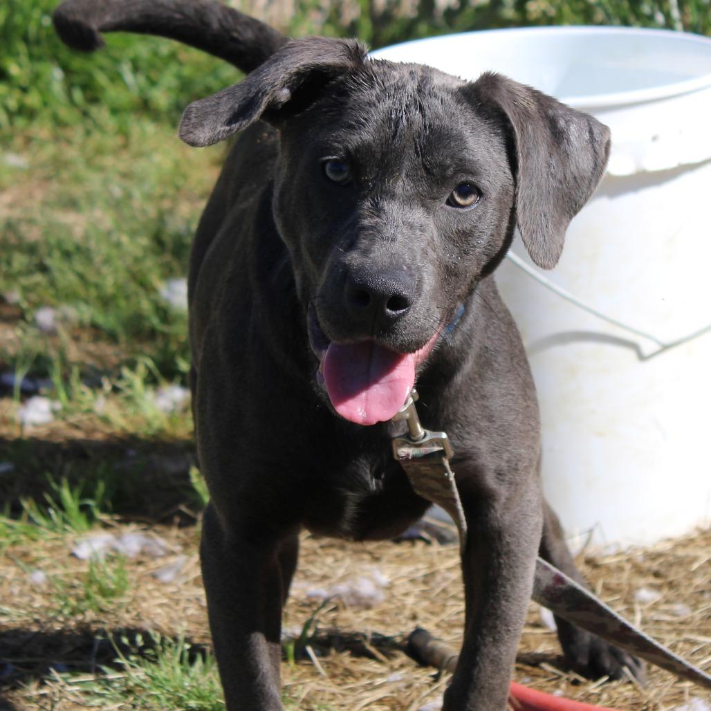 Enlarge Sage, a Adoptable Pit Bull Terrier in Cleveland, MS image 6/6