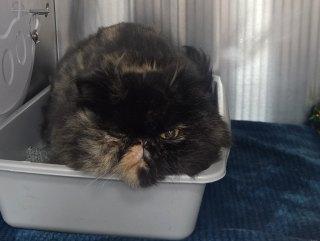 Enlarge Princess Donut, an adopted Persian in Allen, TX image 1/1