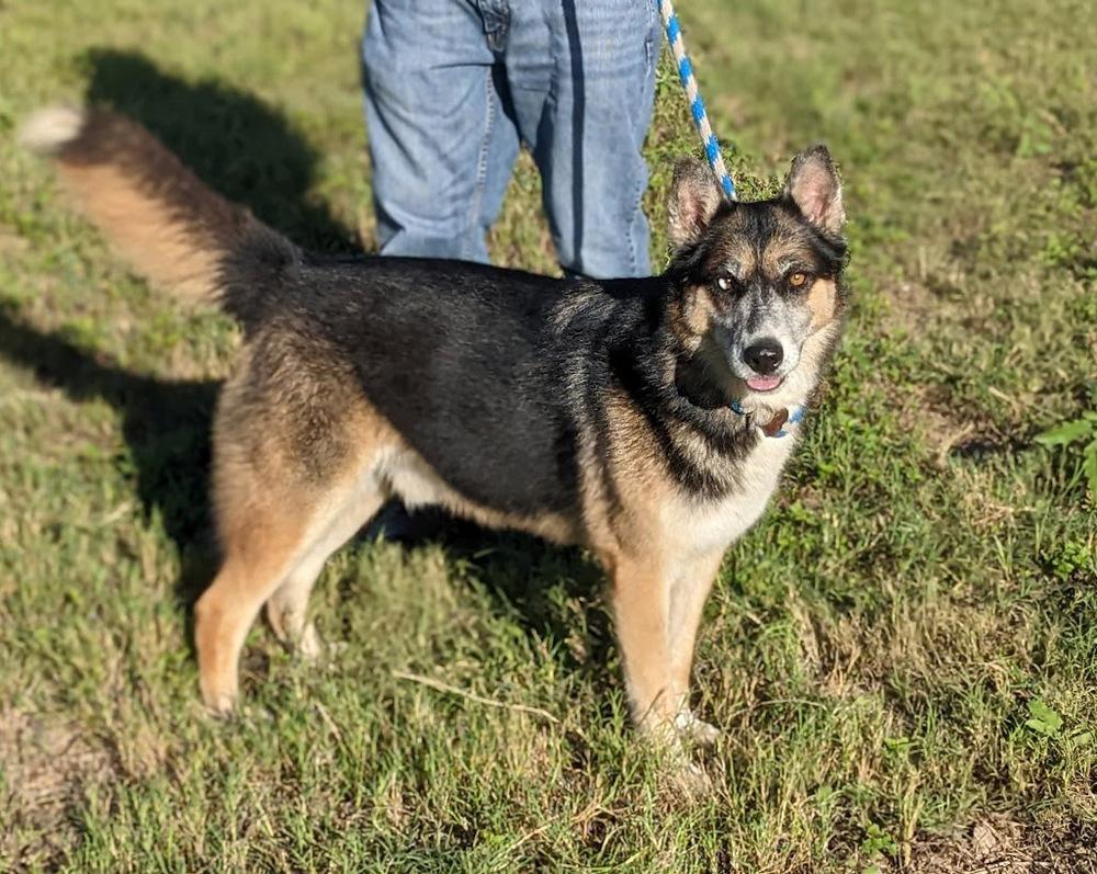 Jeremiah, a Adoptable mixed breed in Mission, TX image 1/6