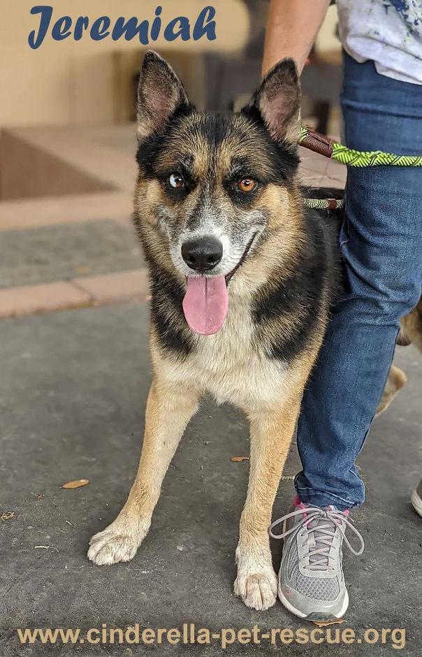 Jeremiah, a Adoptable mixed breed in Mission, TX image 2/6
