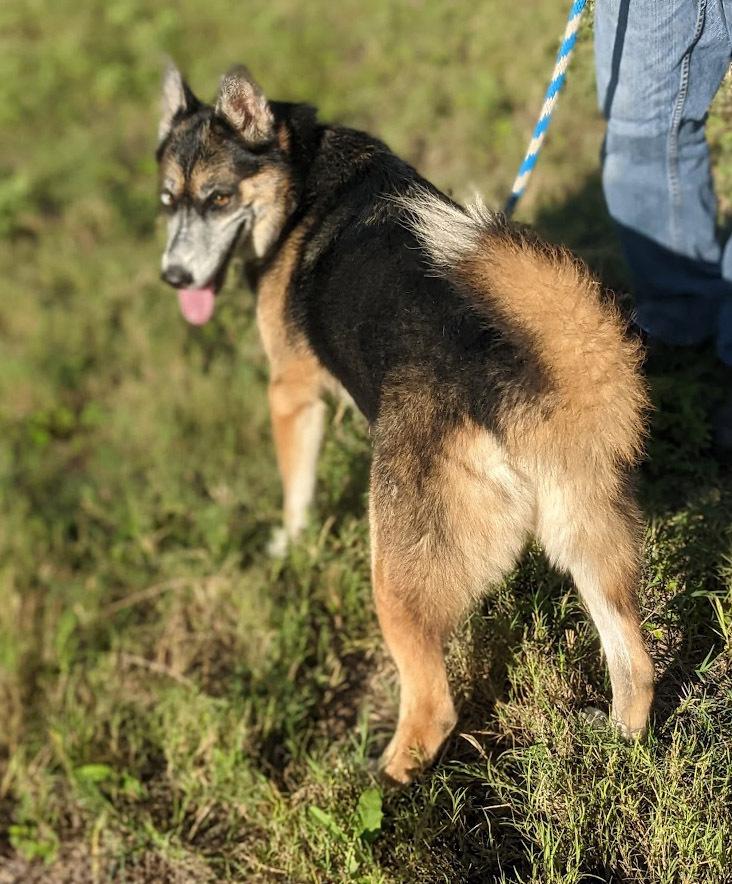 Jeremiah, a Adoptable mixed breed in Mission, TX image 3/6