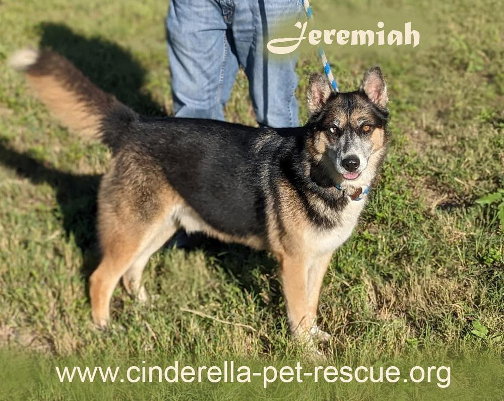 Jeremiah, a Adoptable mixed breed in Mission, TX image 4/6