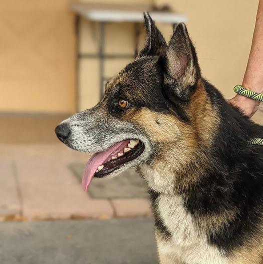 Jeremiah, a Adoptable mixed breed in Mission, TX image 5/6